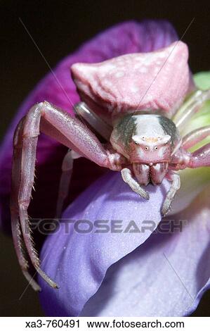 Crab spider on flower. Cabo de Gata-Nijar Biosphere Reserve, Almeria province, Andalucia, Spain View Large Photo Image Stock Image - Crab spider on flower. Cabo de Gata-Nijar Biosphere Reserve, Almeria province, Andalucia, Spain. Fotosearch