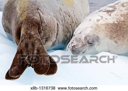 Crabeater seal Lobodon carcinophaga hauled out on ice floe near the Antarctic Peninsula View Large Photo Image Stock Photo - Crabeater seal Lobodon carcinophaga hauled out on ice floe near the Antarctic Peninsula. Fotosearch
