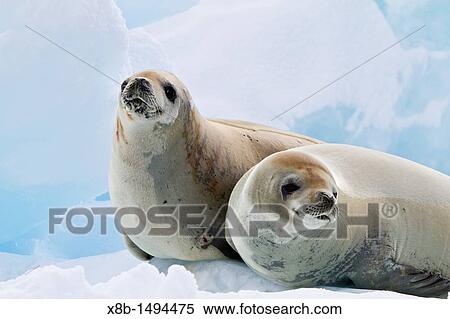 Crabeater seal Lobodon carcinophaga hauled out on ice floe near the Antarctic Peninsula, Antarctica View Large Photo Image Stock Photography - Crabeater seal Lobodon carcinophaga hauled out on ice floe near the Antarctic Peninsula, Antarctica. Fotosearch
