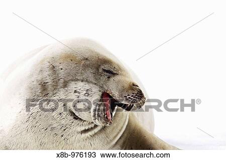 Crabeater seals Lobodon carcinophaga swimming along or hauled out on fast ice floe in Bourgeois Fjord 67? 40? S 67? 5? W near the Antarctic Peninsula View Large Photo Image Stock Image - Crabeater seals Lobodon carcinophaga swimming along or hauled out on fast ice floe in Bourgeois Fjord 67? 40? S 67? 5? W near the Antarctic Peninsula. Fotosearch
