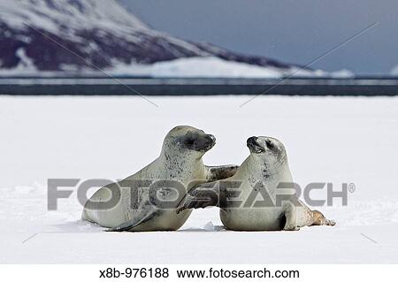 Crabeater seals Lobodon carcinophaga swimming along or hauled out on fast ice floe in Bourgeois Fjord 67? 40? S 67? 5? W near the Antarctic Peninsula View Large Photo Image Stock Photo - Crabeater seals Lobodon carcinophaga swimming along or hauled out on fast ice floe in Bourgeois Fjord 67? 40? S 67? 5? W near the Antarctic Peninsula. Fotosearch