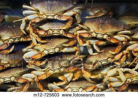 Crabs in a tank waiting to be chosen View Large Photo Image Stock Image - Crabs in a tank waiting to be chosen. Fotosearch