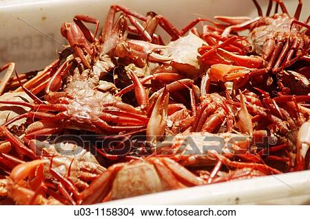 Crabs View Large Photo Image Picture - Crabs. Fotosearch