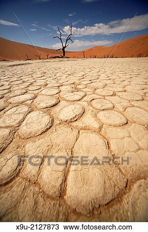 cracks and patterns in the dry surface and dead trees at Deadvlei, Namib Naukluft Park, Namibia, Africa. View Large Photo Image Stock Image - cracks and patterns in the dry surface and dead trees at Deadvlei, Namib Naukluft Park, Namibia, Africa.. Fotosearch