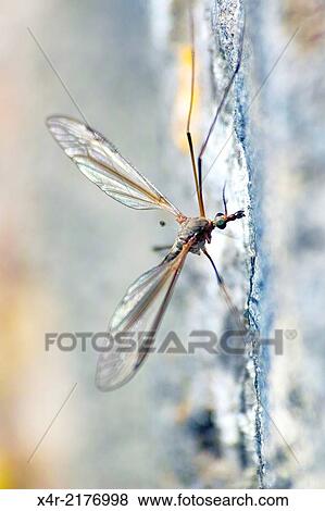 Stock Photo - Crane Fly a member of the Tipulidae family. Also commonly referred to as? Daddy Long Legs.?. Fotosearch