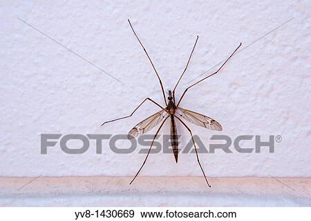 Crane fly View Large Photo Image Stock Photo - Crane fly. Fotosearch