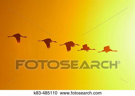 Cranes flying. Laguna de Gallocanta area, Zaragoza province. Arag? n, Spain View Large Photo Image Stock Image - Cranes flying. Laguna de Gallocanta area, Zaragoza province. Arag? n, Spain. Fotosearch