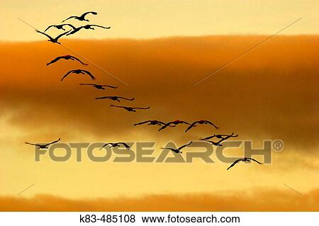 Cranes flying. Laguna de Gallocanta area, Zaragoza province. Arag? n, Spain View Large Photo Image Stock Photo - Cranes flying. Laguna de Gallocanta area, Zaragoza province. Arag? n, Spain. Fotosearch