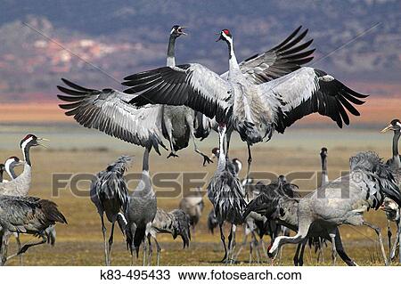Cranes flying. Spain View Large Photo Image Stock Image - Cranes flying. Spain. Fotosearch