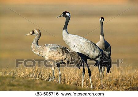 Cranes. Laguna de Gallocanta area, Zaragoza province. Arag? n, Spain View Large Photo Image Stock Photograph - Cranes. Laguna de Gallocanta area, Zaragoza province. Arag? n, Spain. Fotosearch