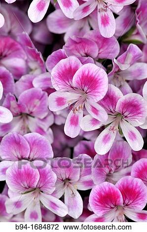 Cranesbills (Geranium sp., fam. Geraniaceae) View Large Photo Image Stock Image - Cranesbills (Geranium sp., fam. Geraniaceae). Fotosearch