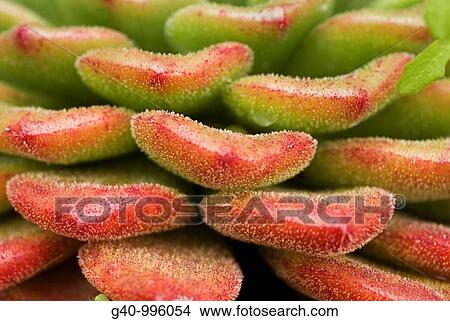 Crass Flower View Large Photo Image Picture - Crass Flower. Fotosearch