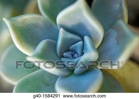 Stock Image - Crass Flower. Fotosearch