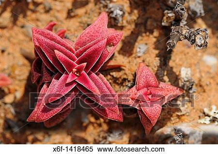 Crassula congesta turned red under the stress caused by lack of water and heat, Knersvlakte, Western Cape, Namaqualand, South Africa View Large Photo Image Stock Photography - Crassula congesta turned red under the stress caused by lack of water and heat, Knersvlakte, Western Cape, Namaqualand, South Africa. Fotosearch