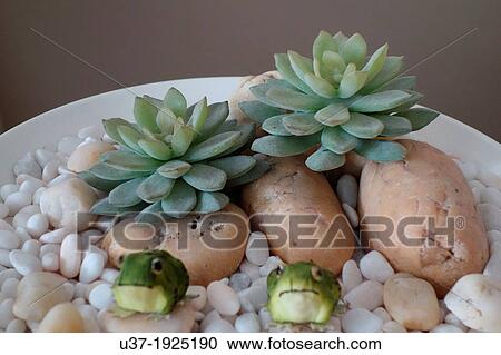 Crassulaceae Graptopetalum paraguayense Ghost Plant. Image taken at home garden. View Large Photo Image Stock Image - Crassulaceae Graptopetalum paraguayense Ghost Plant. Image taken at home garden.. Fotosearch