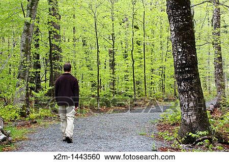Crawford Notch State Park - Man walking along the Appalachian Trail Webster Cliff Trail in the White Mountains, New Hampshire USA View Large Photo Image Stock Image - Crawford Notch State Park - Man walking along the Appalachian Trail Webster Cliff Trail in the White Mountains, New Hampshire USA. Fotosearch