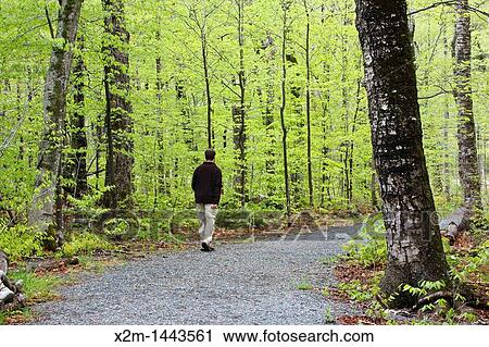 Crawford Notch State Park - Man walking along the Appalachian Trail Webster Cliff Trail in the White Mountains, New Hampshire USA View Large Photo Image Stock Image - Crawford Notch State Park - Man walking along the Appalachian Trail Webster Cliff Trail in the White Mountains, New Hampshire USA. Fotosearch