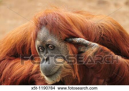 crazy Orangutan, Pongo pygmaeus close up View Large Photo Image Picture - crazy Orangutan, Pongo pygmaeus close up. Fotosearch
