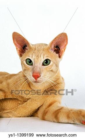 Cream Oriental Domestic Cat, Adult against White Background View Large Photo Image Stock Photo - Cream Oriental Domestic Cat, Adult against White Background. Fotosearch