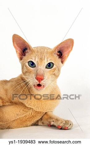 Cream Oriental Domestic Cat laying against White Background. View Large Photo Image Stock Image - Cream Oriental Domestic Cat laying against White Background.. Fotosearch