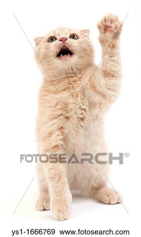 Cream Scottish Fold Domestic Cat, 2 Months old Kitten playing against White Background View Large Photo Image Stock Photo - Cream Scottish Fold Domestic Cat, 2 Months old Kitten playing against White Background. Fotosearch
