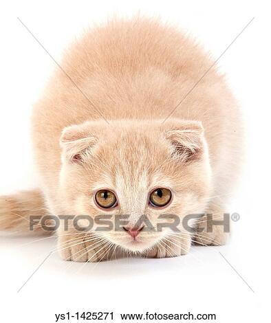 CREAM SCOTTISH FOLD KITTEN AGAINST WHITE BACKGROUND View Large Photo Image Stock Image - CREAM SCOTTISH FOLD KITTEN AGAINST WHITE BACKGROUND. Fotosearch