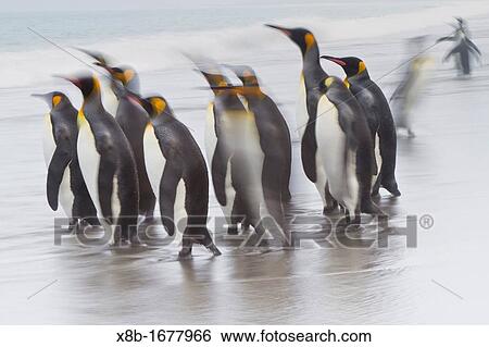 Creative motion blur image of adult king penguins Aptenodytes patagonicus returning to the sea from the nesting and breeding colony at Salisbury Plain on South Georgia Island, Southern Ocean View Large Photo Image Stock Photograph - Creative motion blur image of adult king penguins Aptenodytes patagonicus returning to the sea from the nesting and breeding colony at Salisbury Plain on South Georgia Island, Southern Ocean. Fotosearch