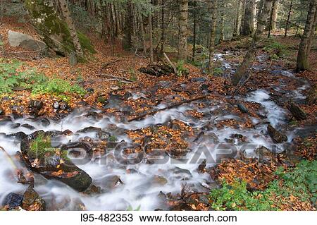 Stock Image - Creek and beechwood in autumn, Gresilhon, Artiga de Lin valley. Vall d? Aran, Catalonia, Spain. Fotosearch