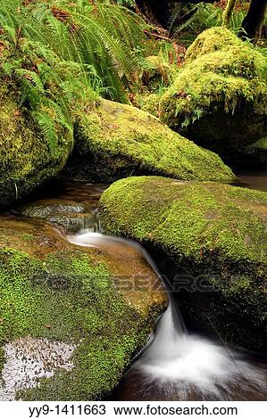 Stock Image - Creek with moss covered rocks - Beacon Rock State Park, North Bonneville, Washington. Fotosearch