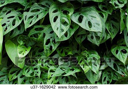 Creeper plants in neat rows inside Changi Airport, Singapore View Large Photo Image Stock Image - Creeper plants in neat rows inside Changi Airport, Singapore. Fotosearch