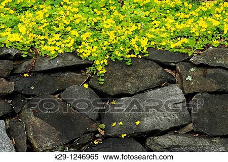 Stock Photography - Creeping Jenny or Moneywort Lysimachia Nummularia on rock wall. Fotosearch