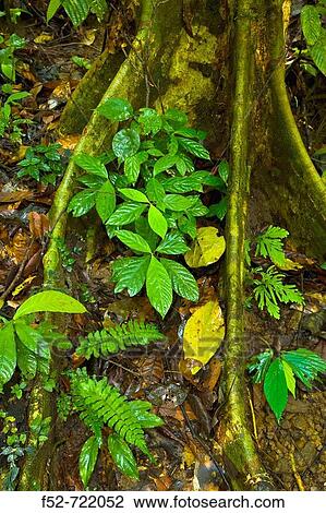 Creeping planst, Danum Valley Conservation Area. Sabah, Borneo, Malaysia View Large Photo Image Stock Image - Creeping planst, Danum Valley Conservation Area. Sabah, Borneo, Malaysia. Fotosearch