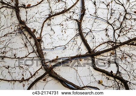 Creeping plant at a wall in winter after having shed the leaves. Seville province, Andalusia, Spain. View Large Photo Image Stock Image - Creeping plant at a wall in winter after having shed the leaves. Seville province, Andalusia, Spain.. Fotosearch