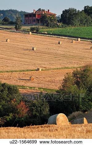 Crespellano (Bologna, Italy): field with bales View Large Photo Image Stock Photo - Crespellano (Bologna, Italy): field with bales. Fotosearch