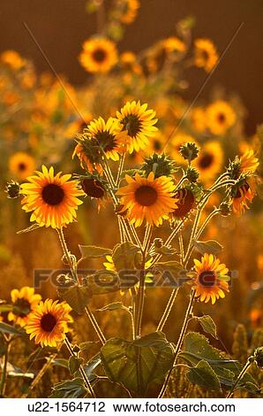 Crespellano (Bologna, Italy): sunflowers in a field at sunset View Large Photo Image Stock Image - Crespellano (Bologna, Italy): sunflowers in a field at sunset. Fotosearch
