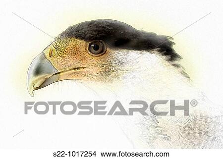 Crested Caracara, Caracara plancus View Large Photo Image Picture - Crested Caracara, Caracara plancus. Fotosearch