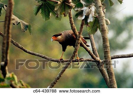 Crested caracara (Polyborus plancus). Moxos plains. Amazonia. Bolivia View Large Photo Image Stock Photo - Crested caracara (Polyborus plancus). Moxos plains. Amazonia. Bolivia. Fotosearch