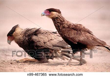 Crested caracara (polyborus plancus) bathing in sand. Near Porto Joffre. Matto Grosso. Brazil. View Large Photo Image Stock Photography - Crested caracara (polyborus plancus) bathing in sand. Near Porto Joffre. Matto Grosso. Brazil.. Fotosearch