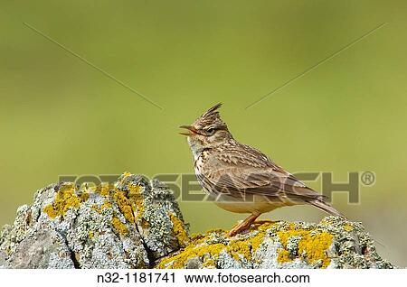 Crested Lark Galerida cristata MBlaga province Andalusia, Spain. View Large Photo Image Stock Image - Crested Lark Galerida cristata MBlaga province Andalusia, Spain.. Fotosearch