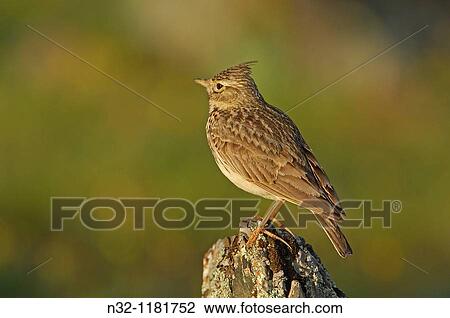 Stock Image - Crested Lark Galerida cristata MBlaga province Andalusia, Spain.. Fotosearch