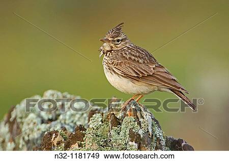 Crested Lark Galerida cristata MBlaga province Andalusia, Spain. View Large Photo Image Stock Photo - Crested Lark Galerida cristata MBlaga province Andalusia, Spain.. Fotosearch