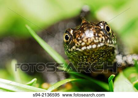 Crested newt (Triturus cristatus) in a ponds of Zaluzi near Cesky Krumlov, Bohemia, Czech Republic. View Large Photo Image Stock Photography - Crested newt (Triturus cristatus) in a ponds of Zaluzi near Cesky Krumlov, Bohemia, Czech Republic.. Fotosearch