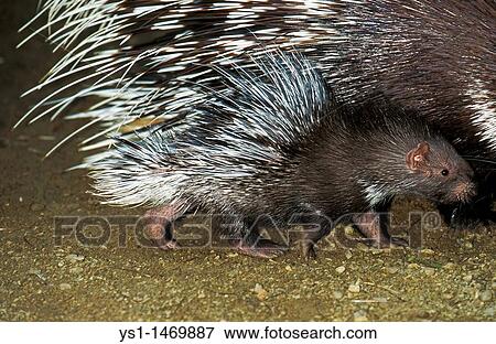 Crested Porcupine, hystrix cristata, Female with Young View Large Photo Image Stock Photo - Crested Porcupine, hystrix cristata, Female with Young. Fotosearch