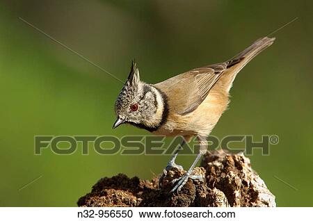 Stock Image - Crested Tit (Parus cristatus). Andujar, Jaen province, Andalusia, Spain. Fotosearch
