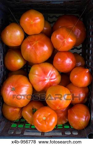 Cretan tomatoes in Hania Crete Greece Europe View Large Photo Image Stock Photo - Cretan tomatoes in Hania Crete Greece Europe. Fotosearch