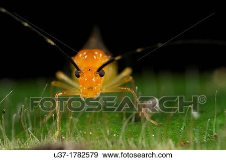 Stock Photo - Cricket. Image taken at Kampung Satau, Singai, Sarawak, Malaysia.. Fotosearch