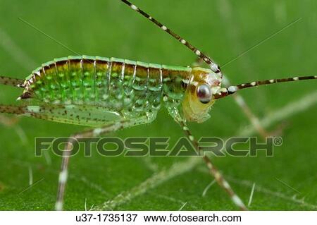 Stock Photo - Cricket. Image taken at Kampung Skudup, Sarawak, Malaysia.. Fotosearch