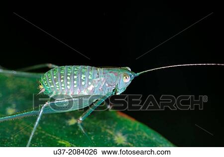 Stock Photograph - Cricket. Image taken at Kubah National Park, Sarawak, Malaysia.. Fotosearch