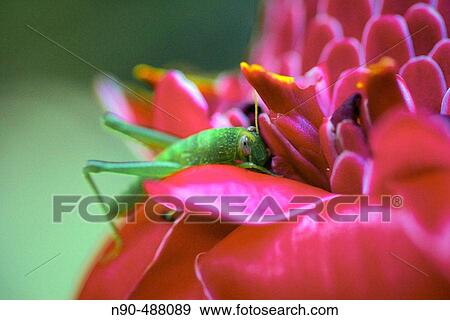 Cricket on ginger flower View Large Photo Image Stock Photo - Cricket on ginger flower. Fotosearch
