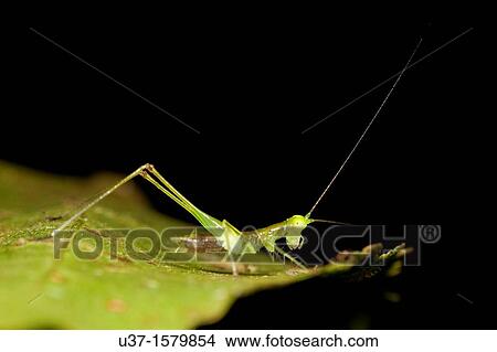 Picture - Cricket. Fotosearch
